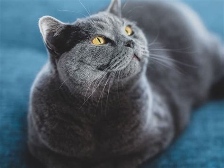 British Shorthair Kitten: The Ultimate Guide to Owning and Caring for Your Furry Companion