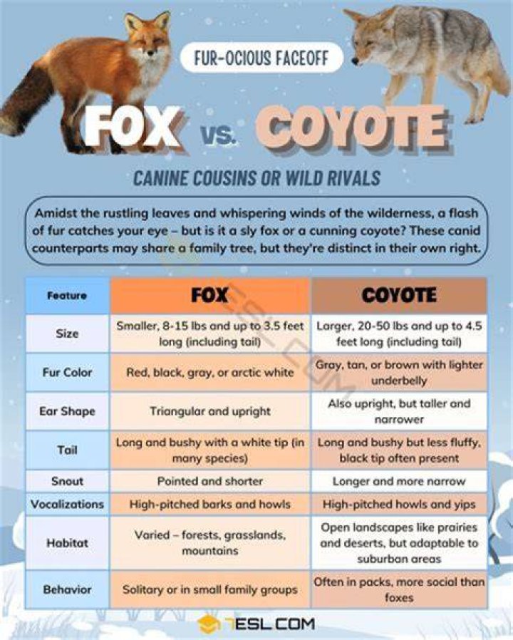 Comprehensive Definition of Coyote: An Ultimate Guide