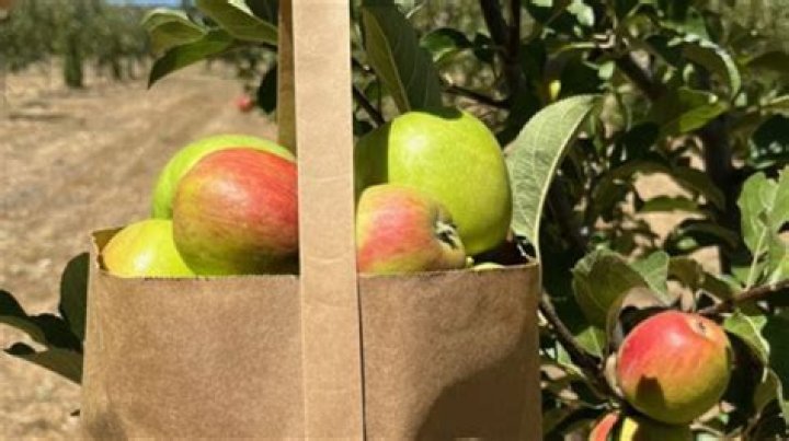Discover the Best Apple Picking Experiences in San Luis Obispo