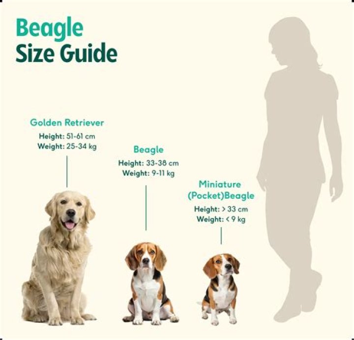 Is Beagle 401k Free | A Comprehensive Guide to Beagle 401k Fees
