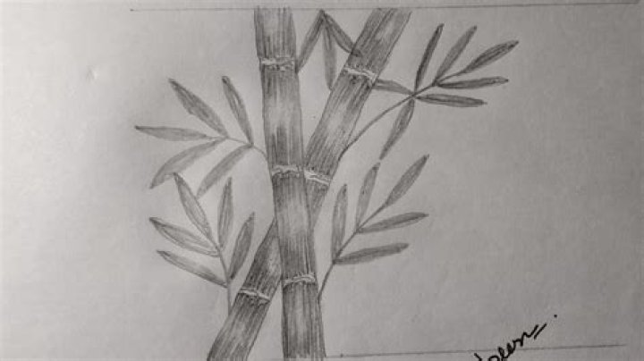Master the Art of Bamboo Pencil Drawing: A Comprehensive Guide