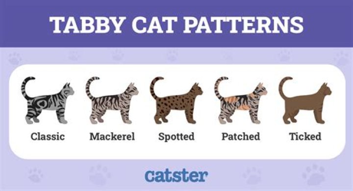 Strawberry Tabby Cats: The Ultimate Guide to This Unique and Charming Breed