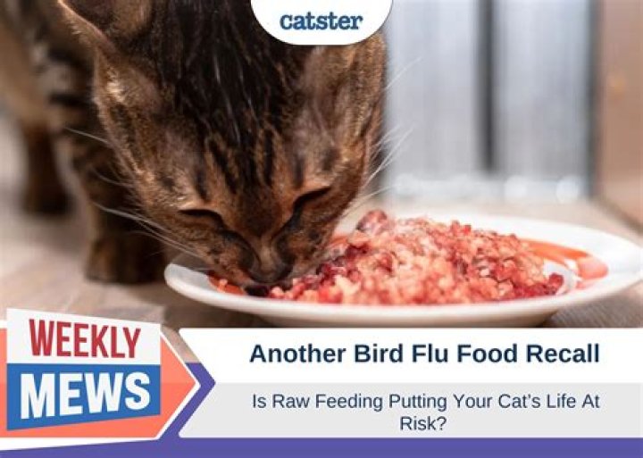 Understanding the Bird Flu Cat Food Recall: Ensuring Your Pet's Safety