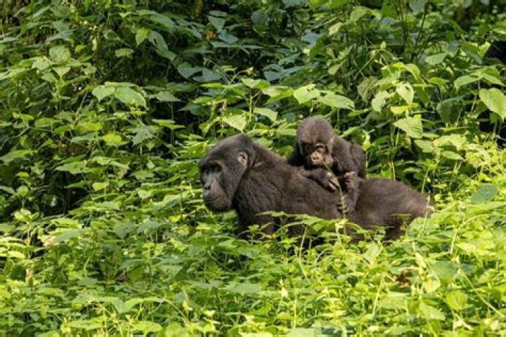 Your Guide to Unforgettable Wild Escapades